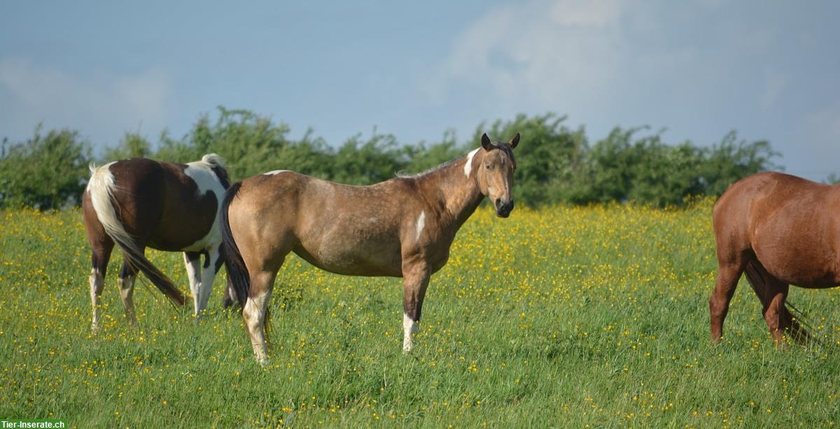 Bild 7: Pferde Altersweide in Frankreich