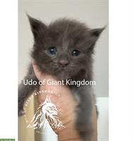 Wunderschöne Maine Coon Kitten mit Stammbaum