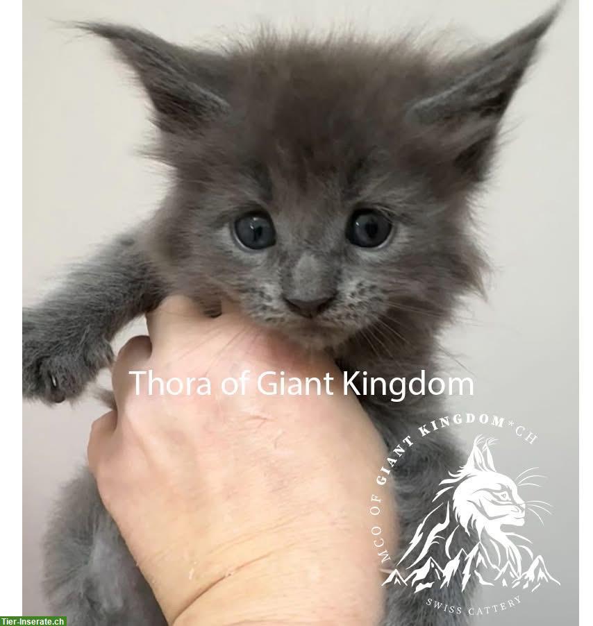 Bild 10: Wunderschöne Maine Coon Kitten mit Stammbaum