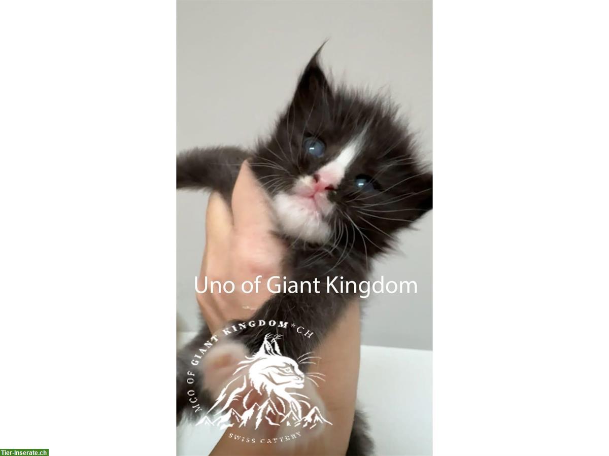 Bild 4: Wunderschöne Maine Coon Kitten mit Stammbaum