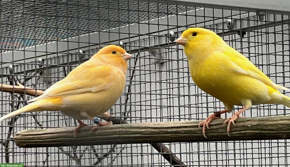 Bild 4: Verkaufe Kanarienvögel verschiedene Farben