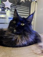 Typvolle Maine Coon Katze, unkastriert