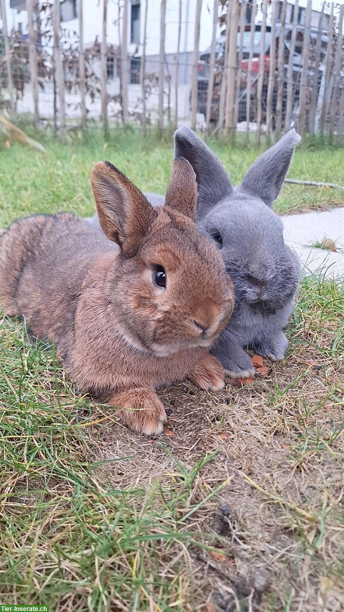 2 liebevolle Rammler abzugeben