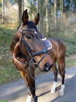 Biete eine Reitbeteiligung in Langnau bei Reiden