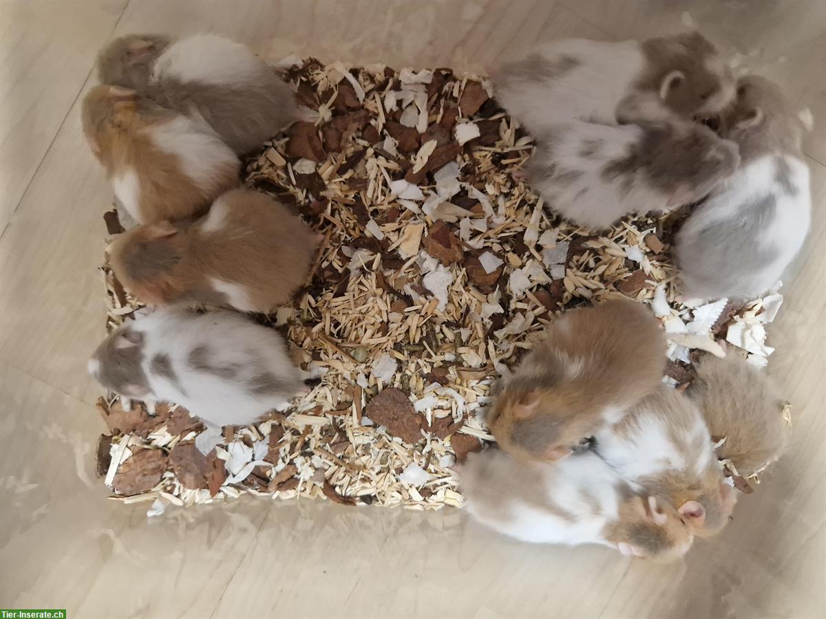 Junge Teddyhamster Babys zum verkaufen