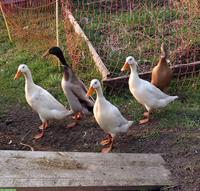 Laufenten Pärchen abzugeben