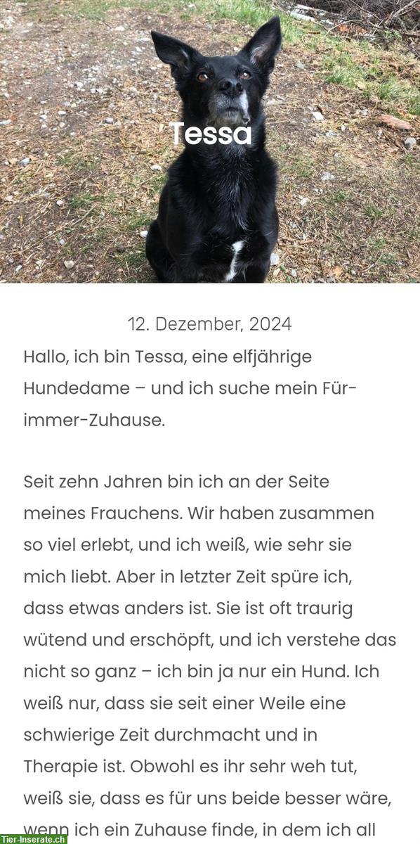 Bild 3: Hündin Tessa sucht ein ruhiges Zuhause!