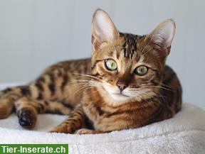 Bengal x Hauskatze mix zu verkaufen