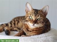 Bengal x Hauskatze mix zu verkaufen