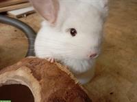 Angora Chinchilla Männchen