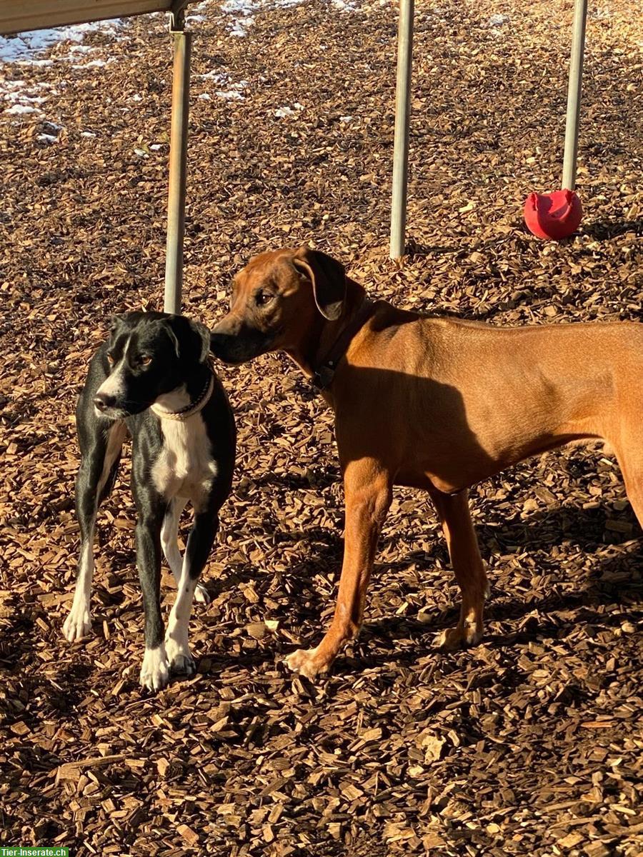 Bild 2: Rhodesian Ridgeback Rüde Bubu, tierlieb, familiär und absolut toll