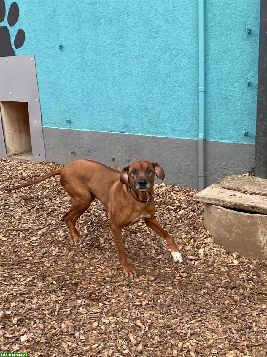 Bild 3: Rhodesian Ridgeback Rüde Bubu, tierlieb, familiär und absolut toll