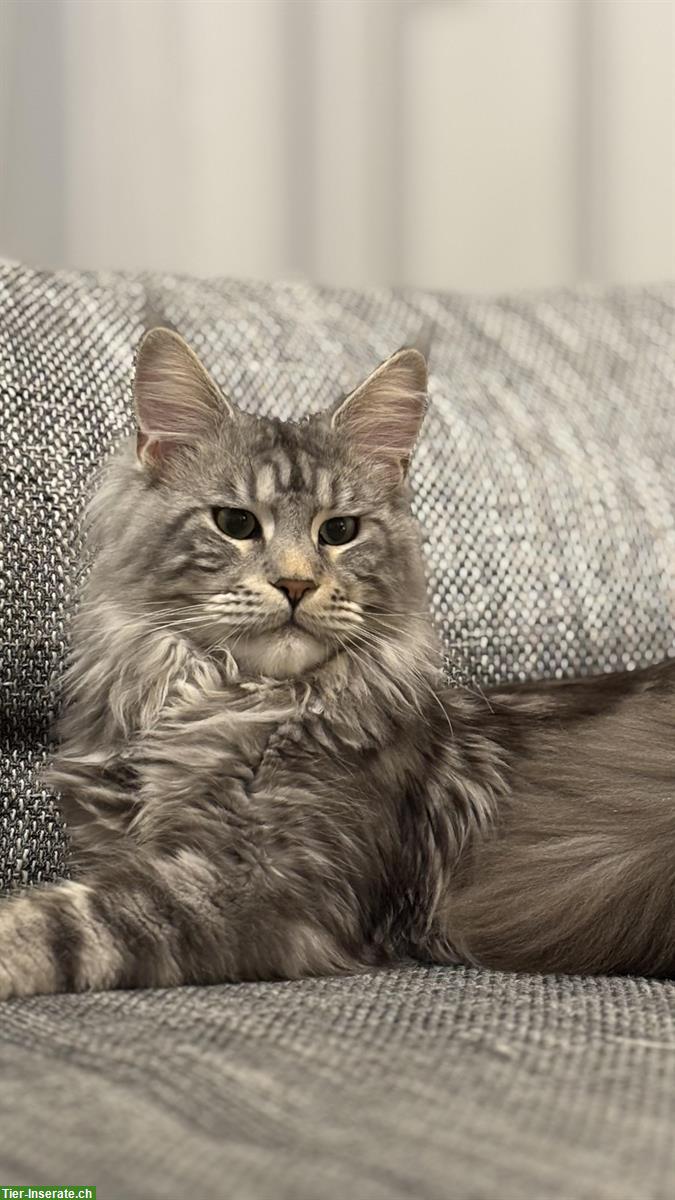 Maine Coon Deckkater