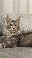 Maine Coon Deckkater