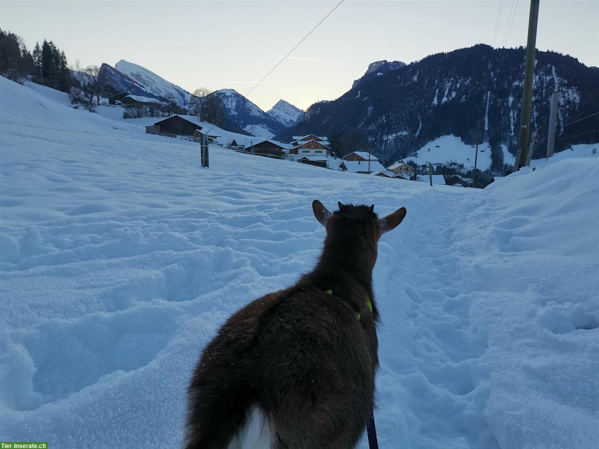 Bild 2: Spaziergänge, Patenschaft Zwergziegen