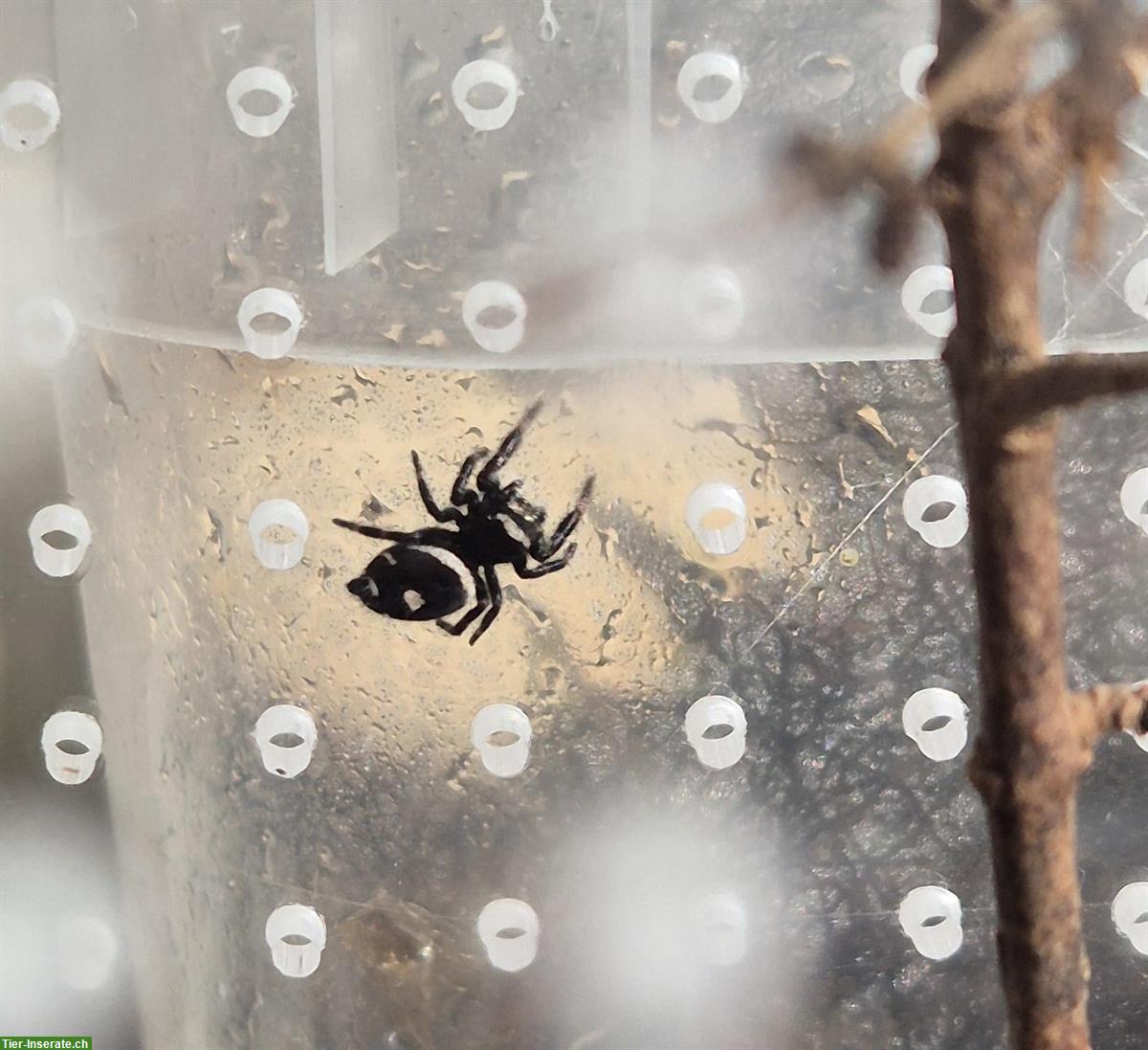 Bild 2: Springspinne inkl. Übergangsterrarium abzugeben