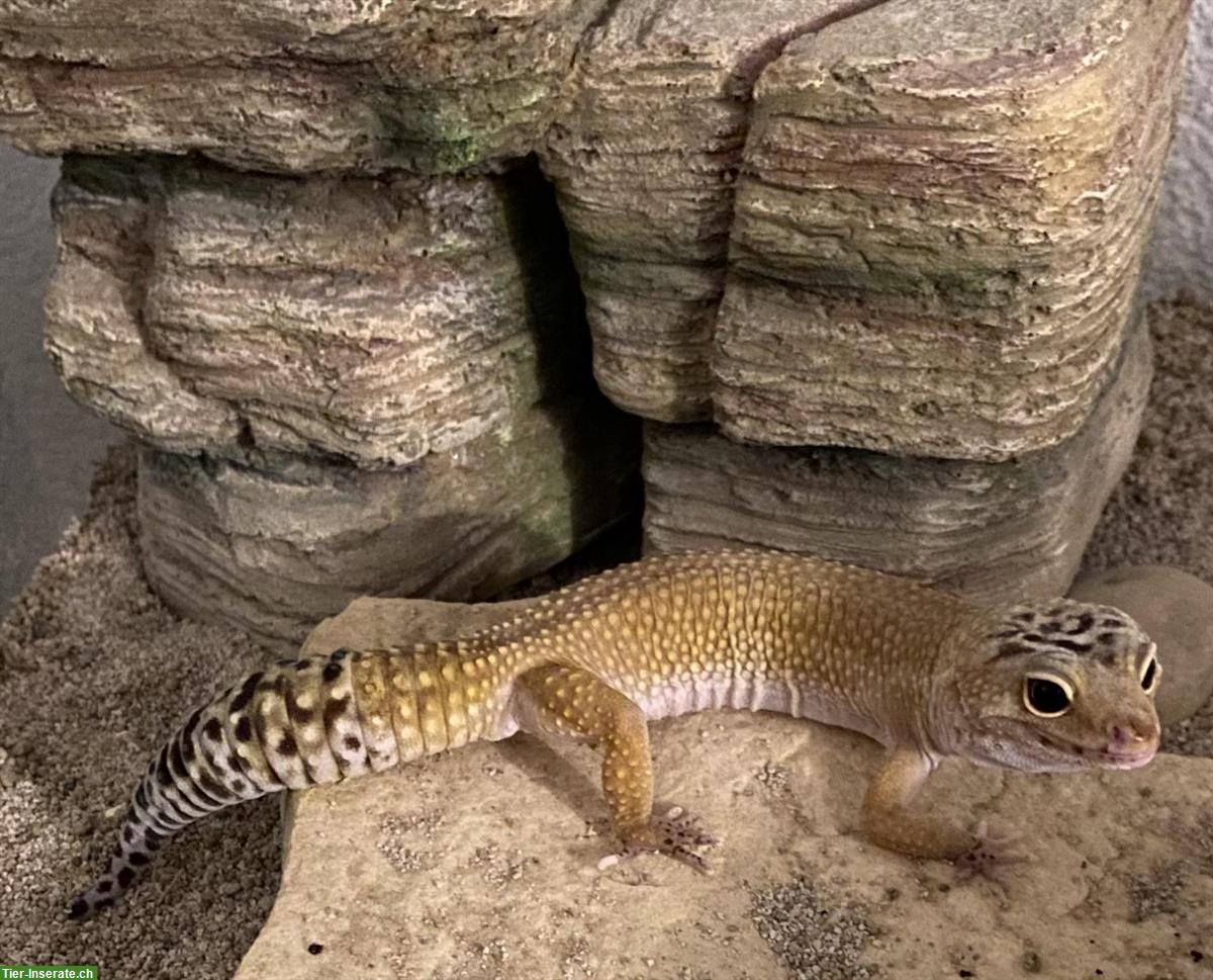 Leopardgecko sucht neues Zuhause