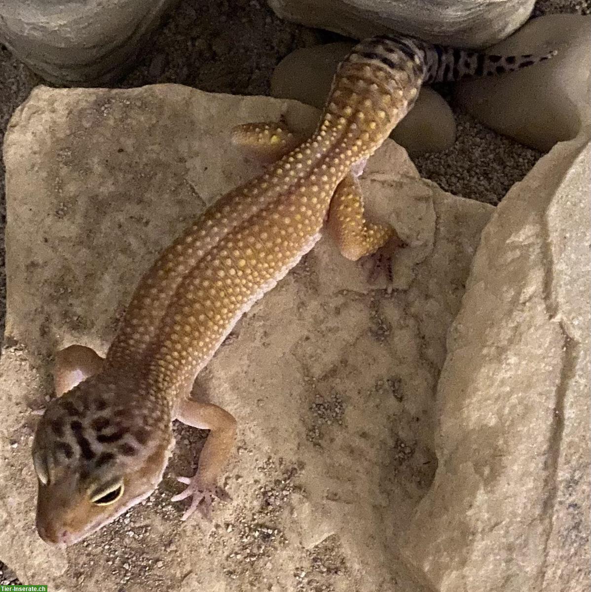 Bild 2: Leopardgecko sucht neues Zuhause