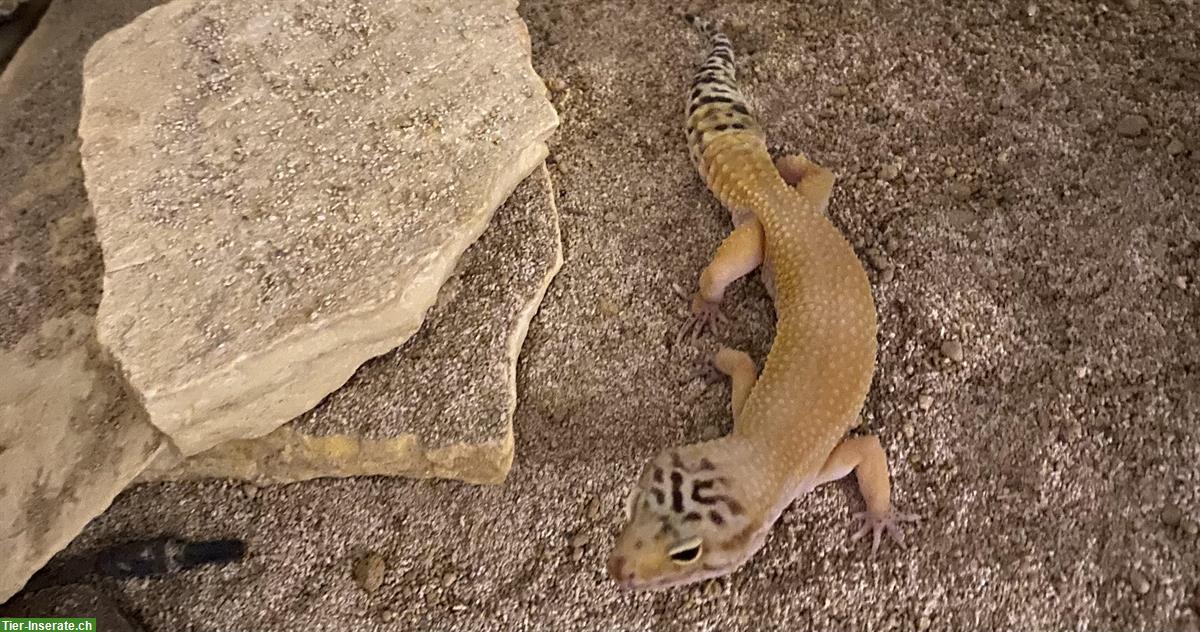 Bild 3: Leopardgecko sucht neues Zuhause