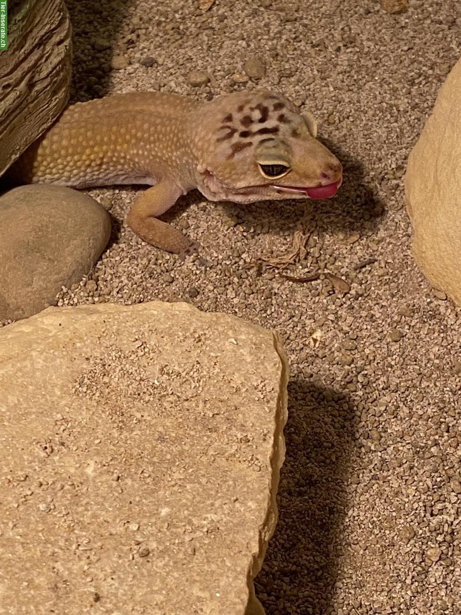 Bild 5: Leopardgecko sucht neues Zuhause