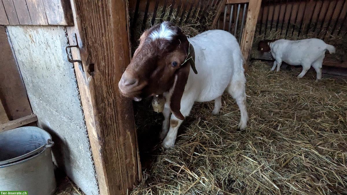 Bild 2: Schöner Burenziegenbock sucht ein neues Zuhause