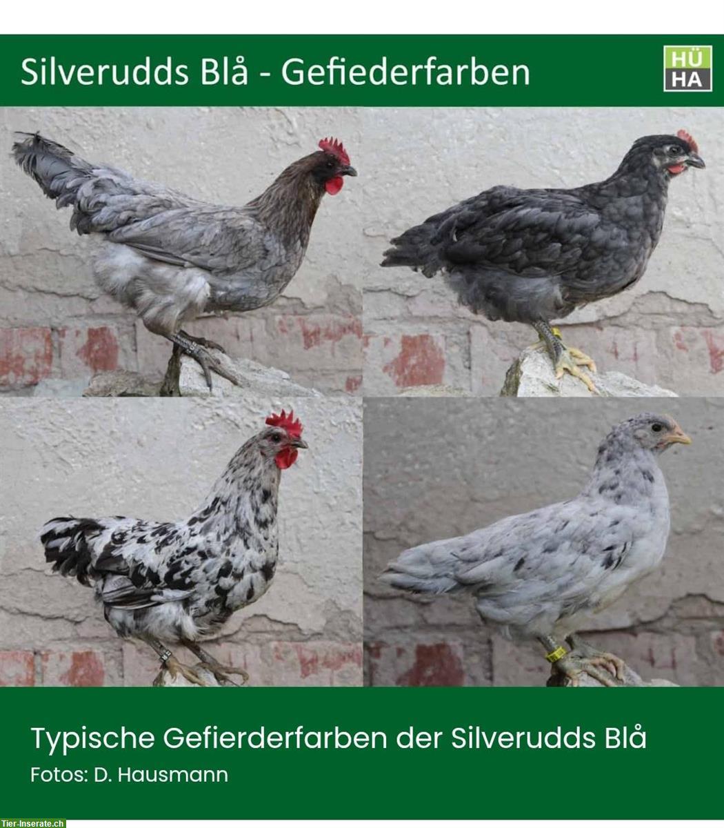 Silverudds Blå, Marans, Grünleger GESUCHT