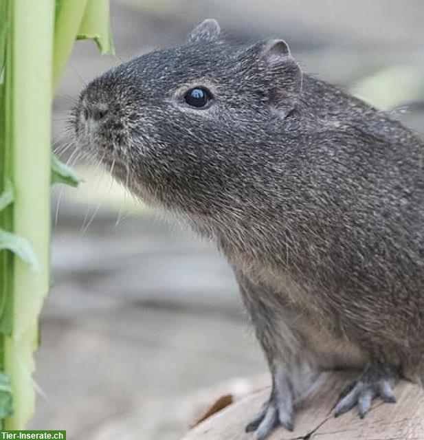 Dringend Cavia Aperea (Wildmeerschweinchen) GESUCHT