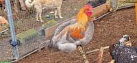 4 Junghähne Marans x Brahma mix abzugeben