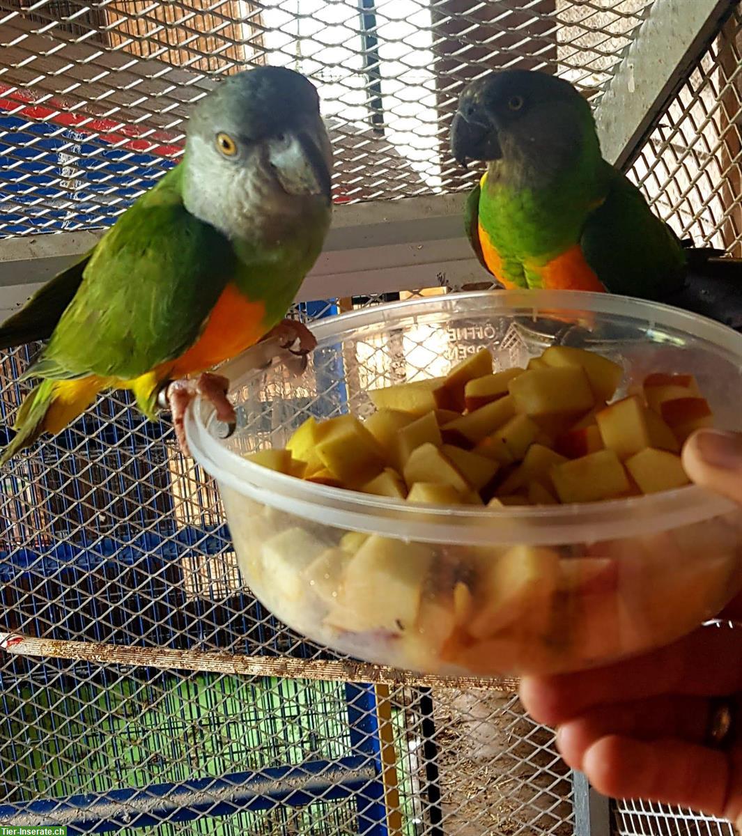 Mohrenkopfpapageien Weibchen zu vergeben