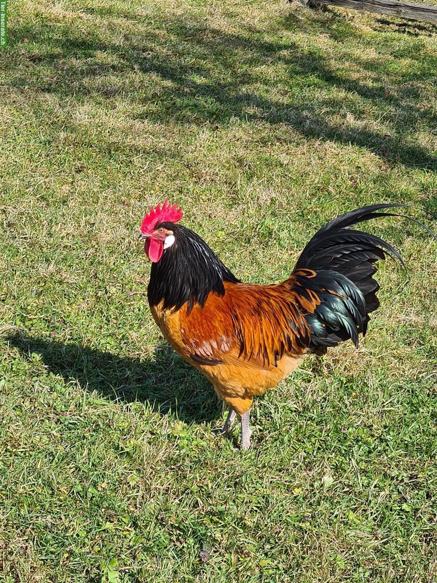 2 wunderschöne Junghähne 'Vorwerk' abzugeben