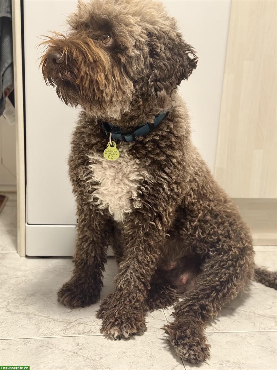 Bild 7: 3 reinrassige Lagotto Romagnolo Welpen!