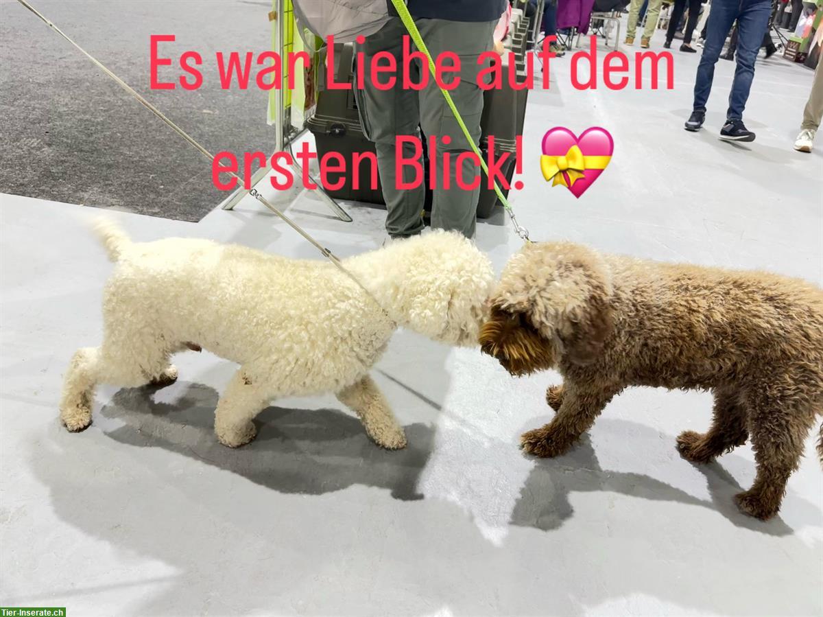 Bild 8: 3 reinrassige Lagotto Romagnolo Welpen!