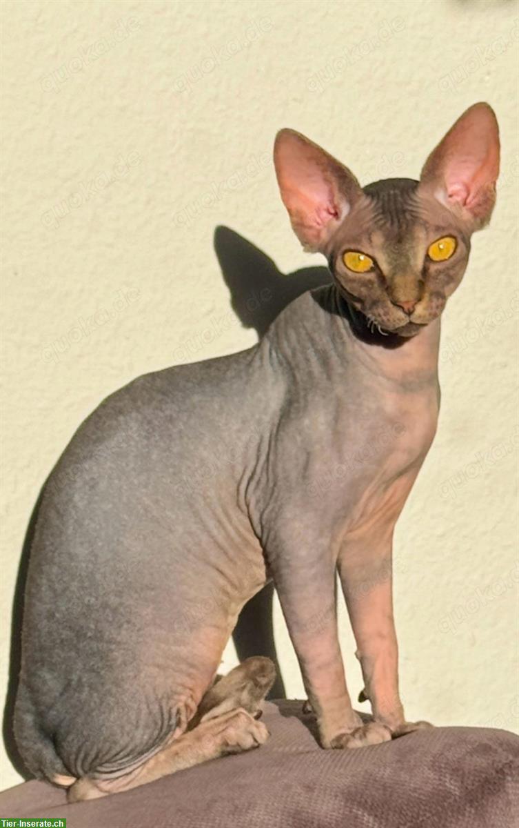 Gesunder Kanadischer Sphynx Deckkater, reinrassig