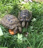 Griechische Landschildkröten suchen einen neuen Platz