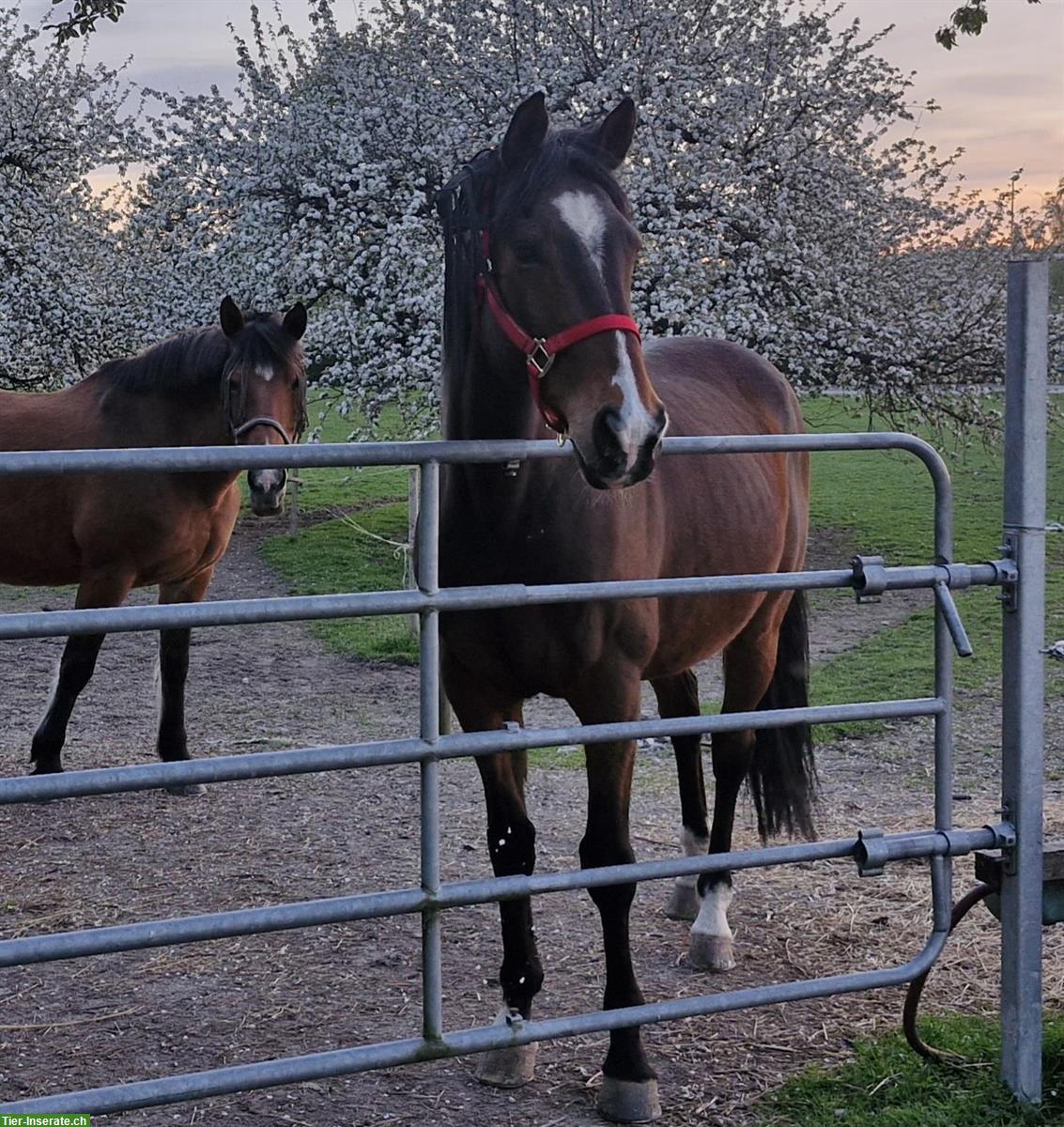 2 grosse Pferdeboxen auf Bauernhof frei ab 2. März in Mattstetten BE