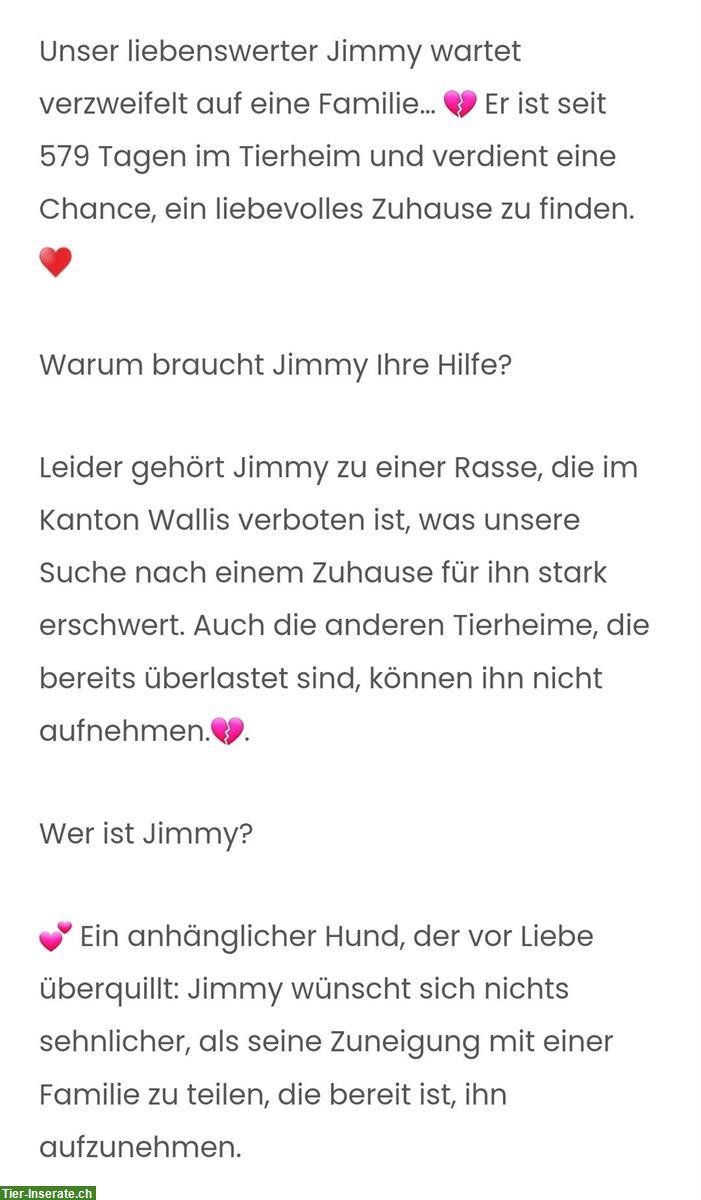 Bild 2: Lieber Mischlingsrüde Jimmy sucht Dich!