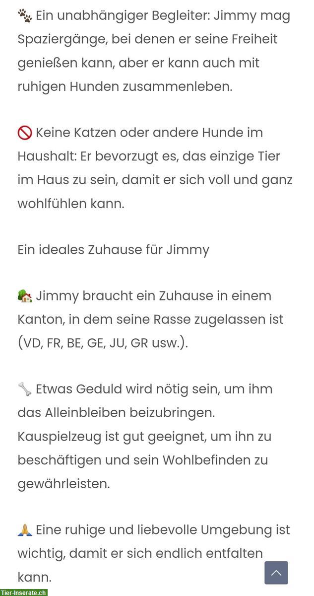 Bild 3: Lieber Mischlingsrüde Jimmy sucht Dich!