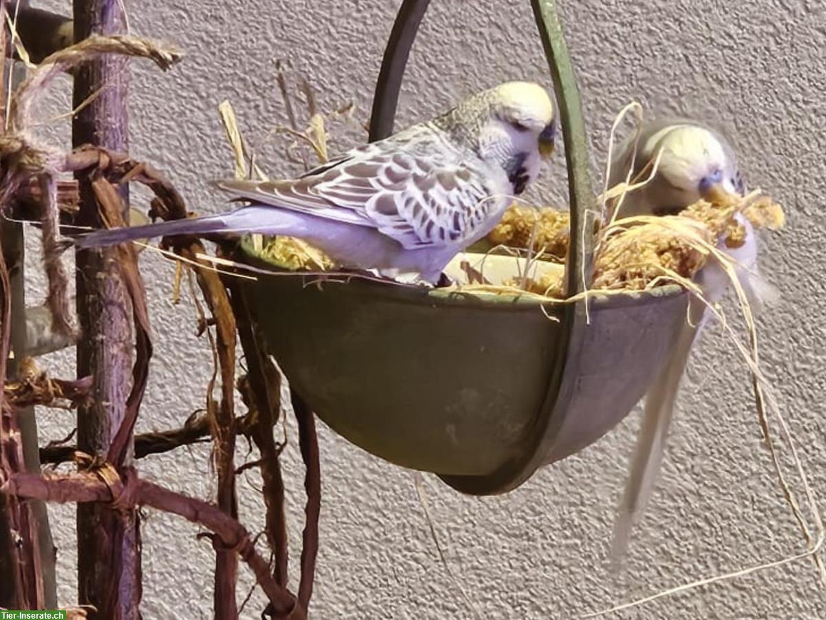 2 Wellensittiche mit Käfig und Vogelbaum GRATIS abzugeben