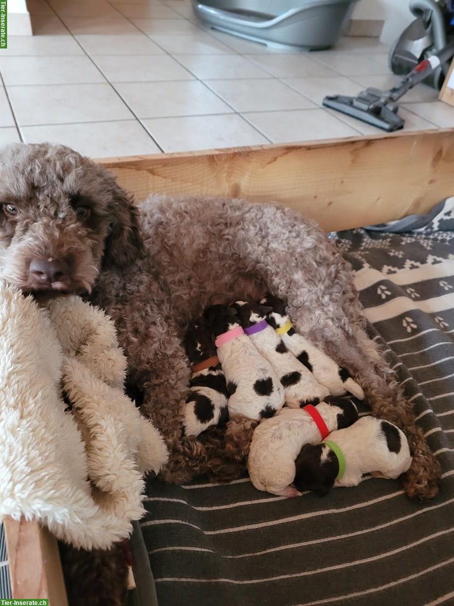 Bild 2: Lagotto Welpen suchen liebes Zuhause