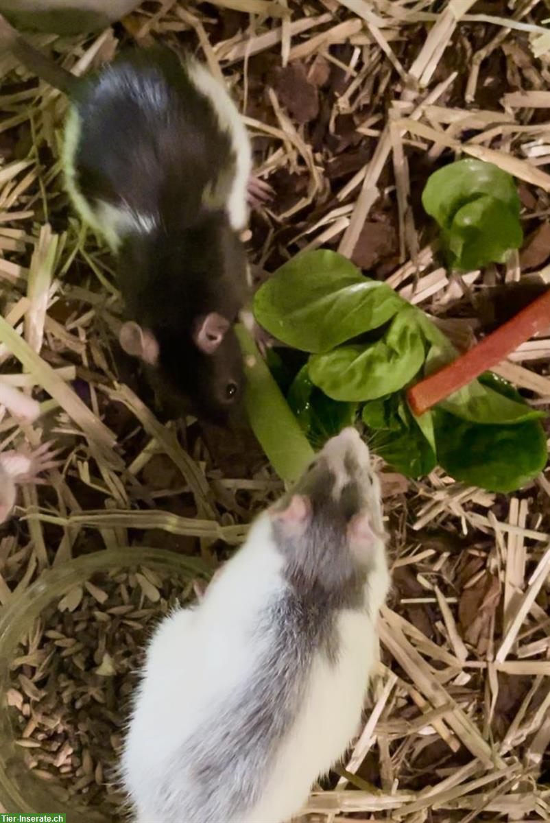 2 junge Ratten Weibchen, super zahm