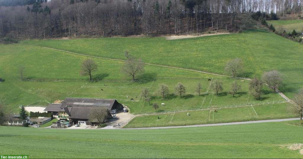 Bild 3: Freie Auslaufbox in Reiden LU