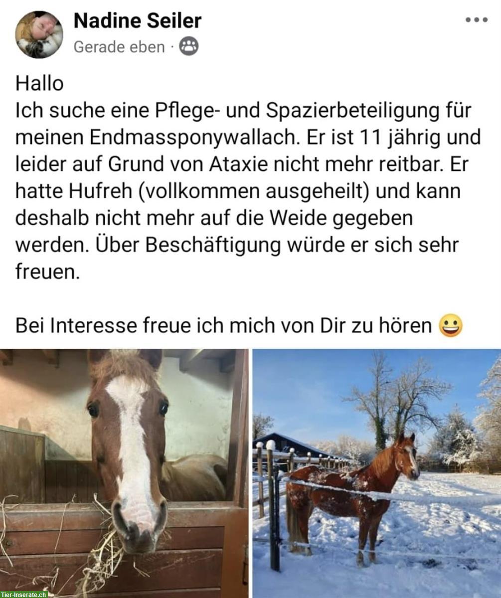 Pflege- & Spazierbeteiligung 😀 für Endmasspony Wallach