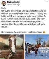 Pflege- & Spazierbeteiligung 😀 für Endmasspony Wallach