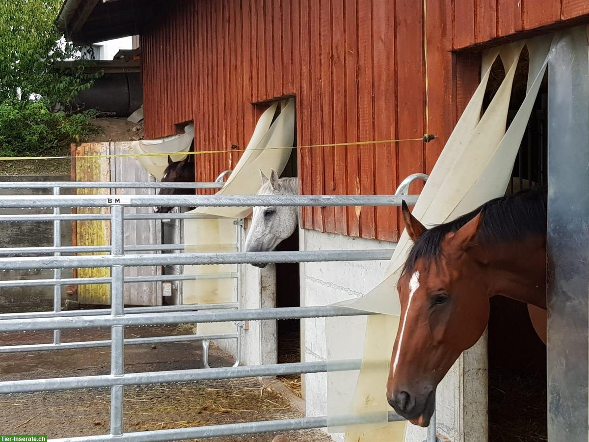 Pferdebox mit direktem Auslauf frei in Egliswil AG