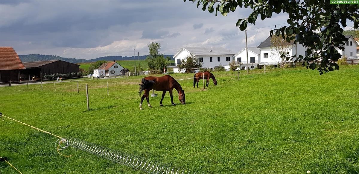 Bild 3: Pferdebox mit direktem Auslauf frei in Egliswil AG