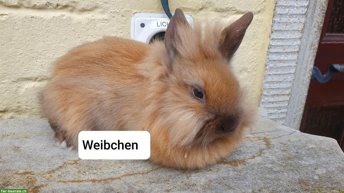 Bild 3: Junge Löwenköpfchen Zwergkaninchen