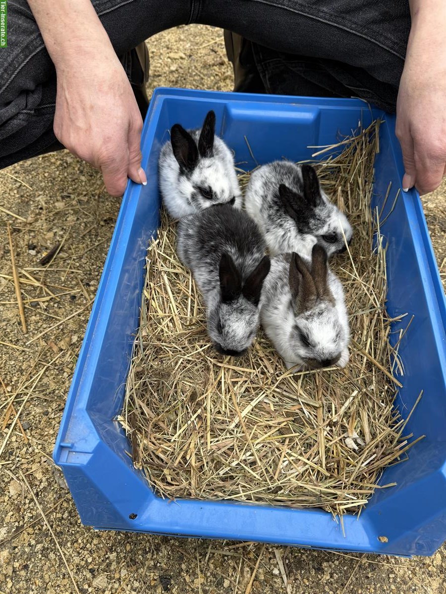 Petit lapin a vendres / kleine Kaninchen zu verkaufen