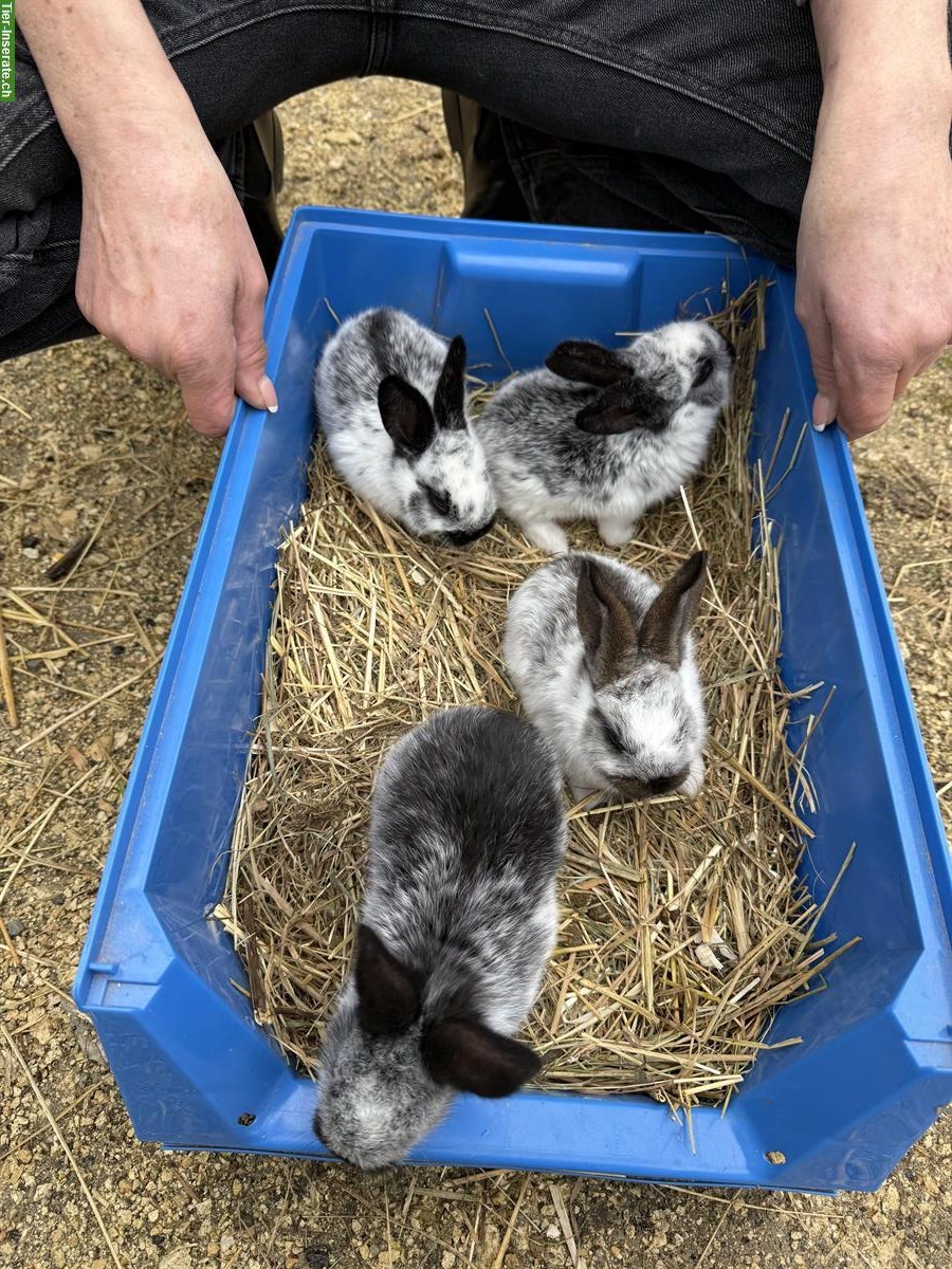 Bild 2: Petit lapin a vendres / kleine Kaninchen zu verkaufen