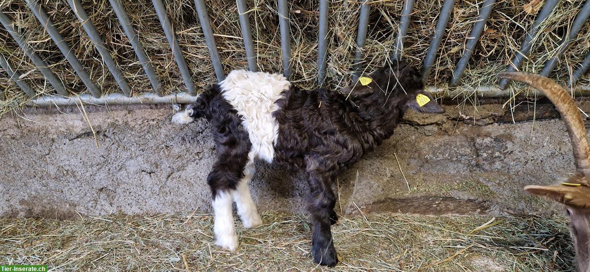 2 Sattelkupferhals Ziegenböckli zu verkaufen