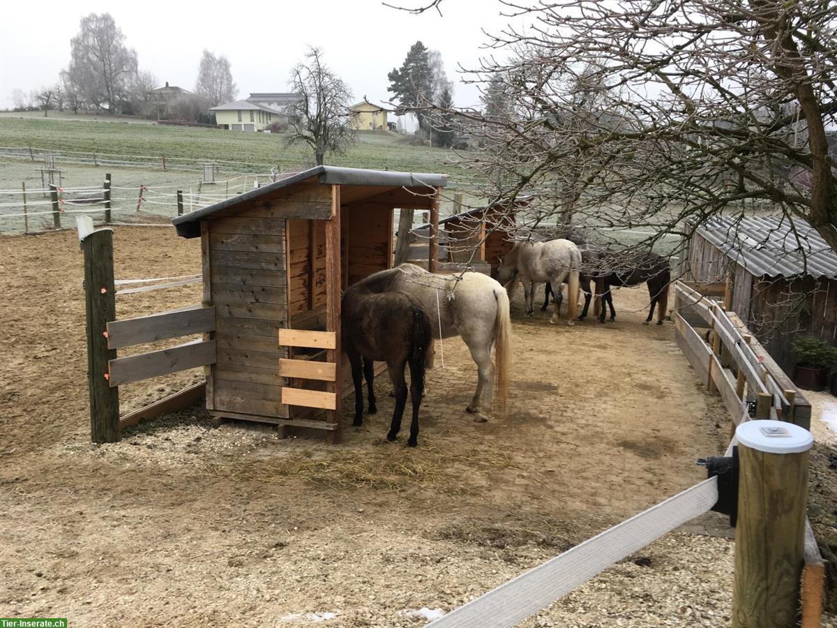 Bild 10: 3 Plätze in Offenstall mit liebevoller Betreuung in Melchnau BE